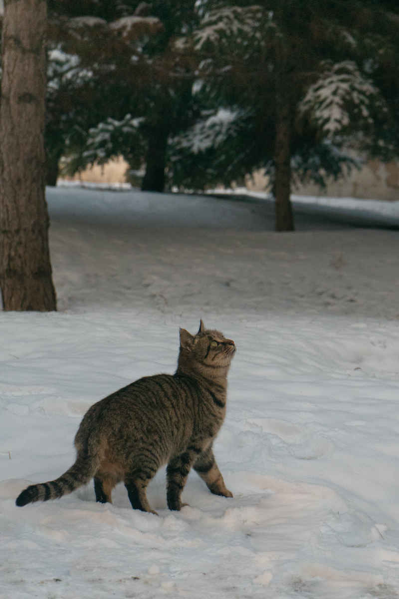 雪天 猫猫