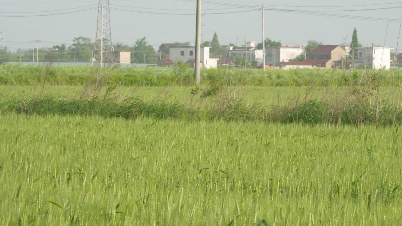 乡村小麦田野麦穗麦芒粮食庄稼丰收 3