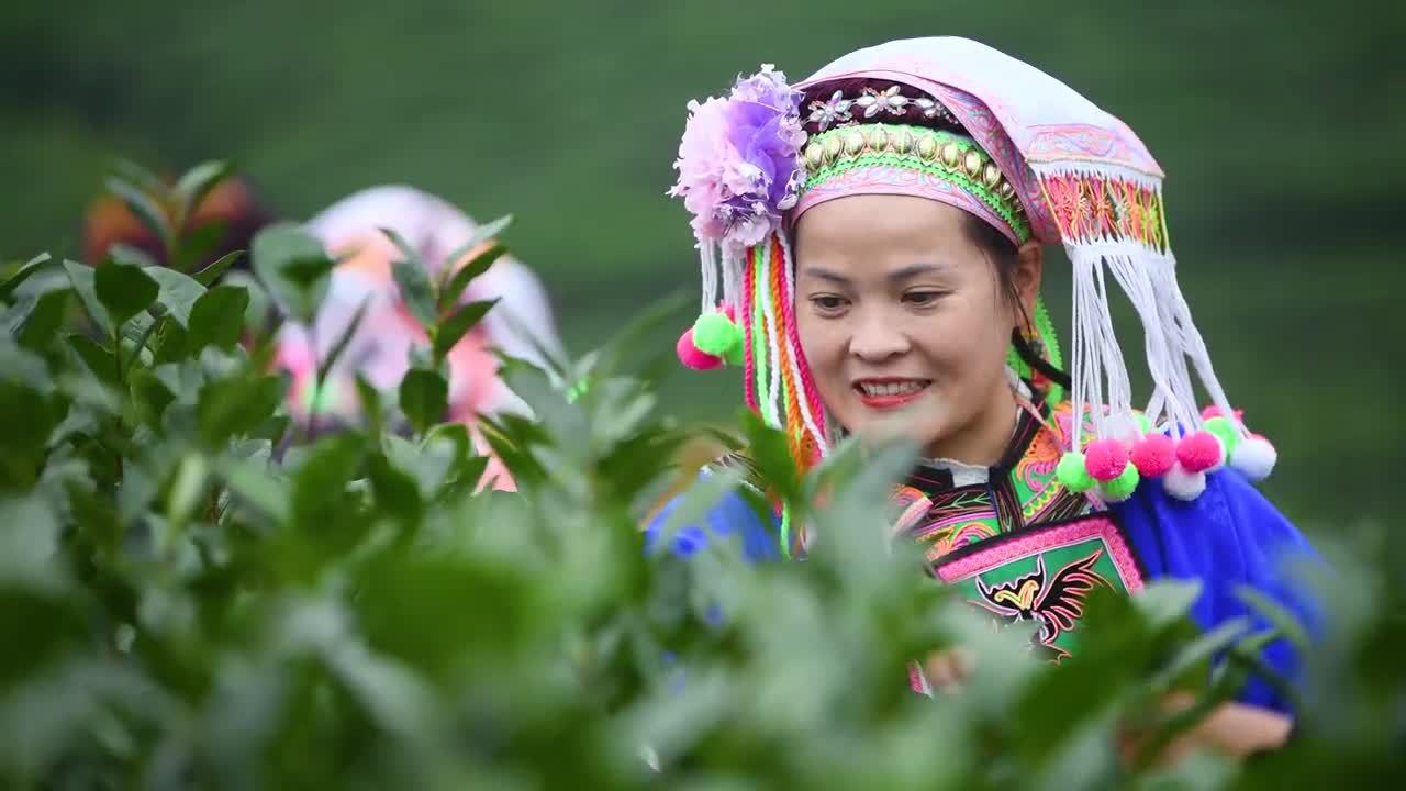 少数民族茶山采茶