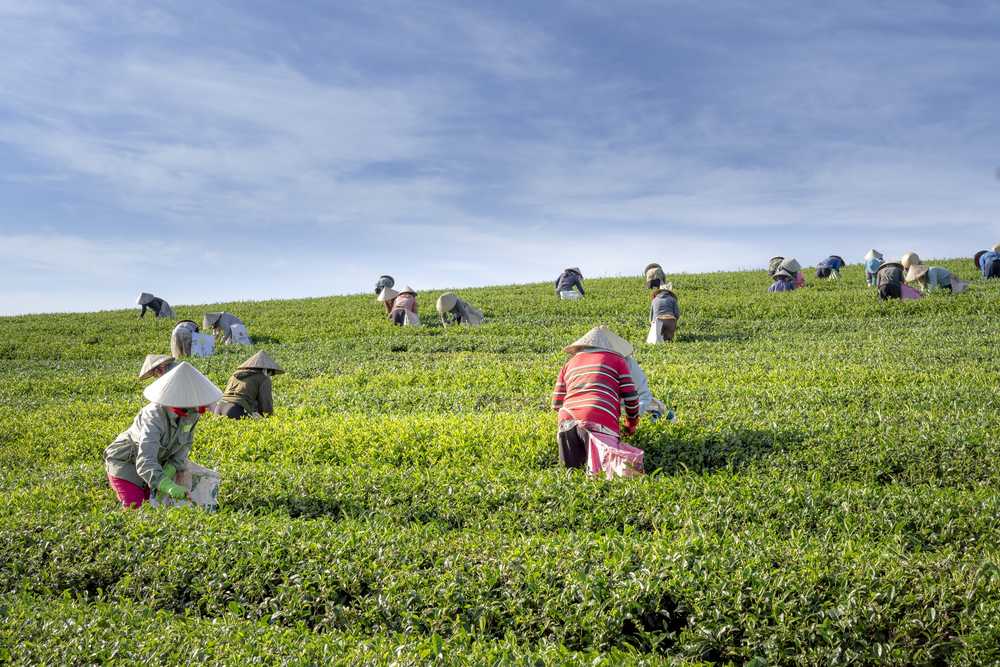 茶农场越南叶子