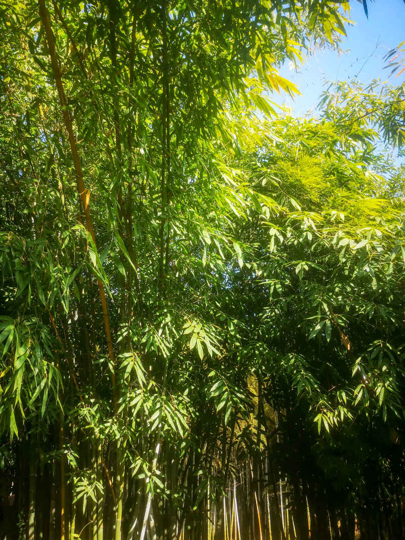 竹林竹叶植物摄影图 