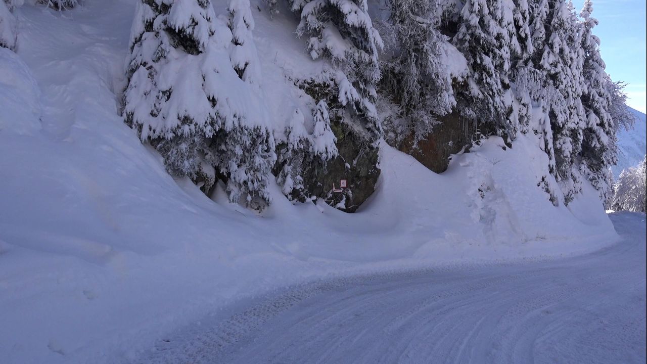 雪冷杉雪树景观