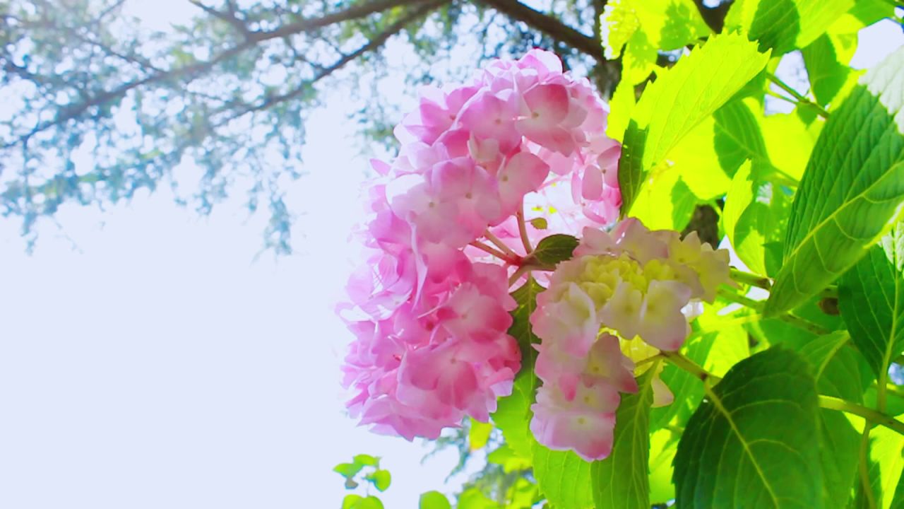 逆光下粉色绣球