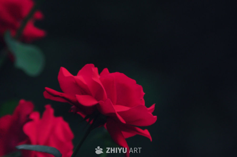 暗夜红玫瑰
