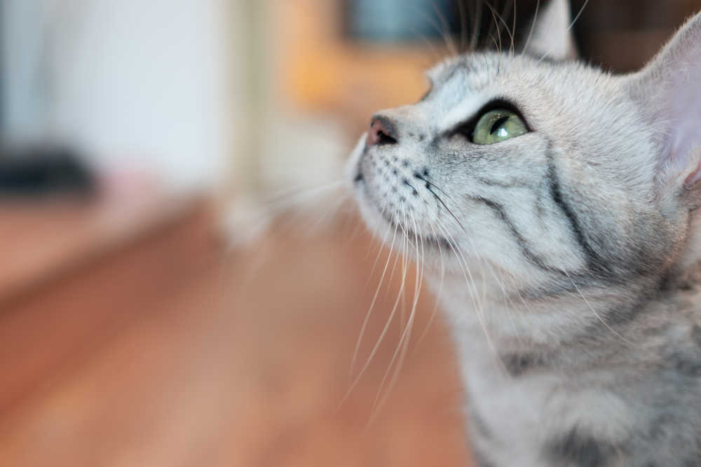宠物猫