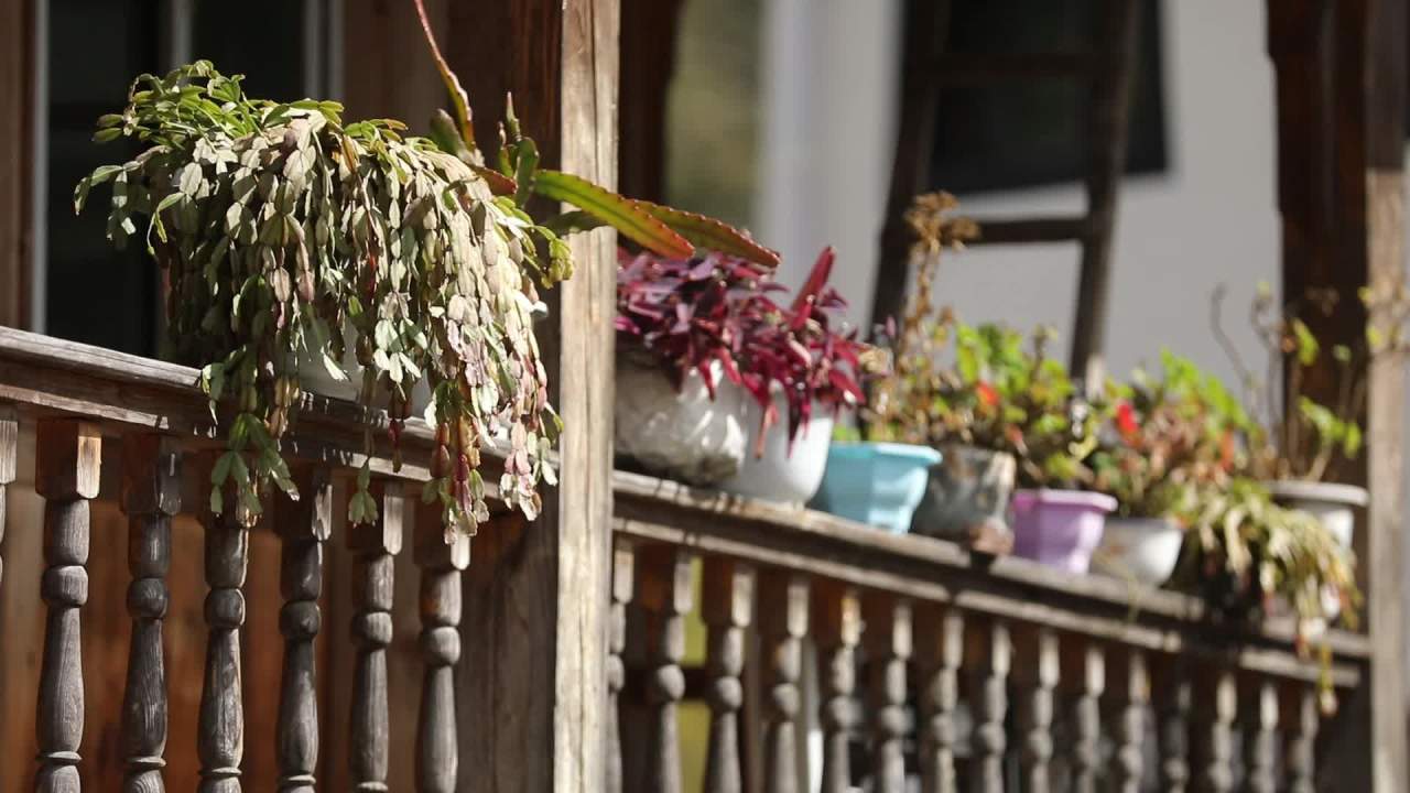 异型莎草