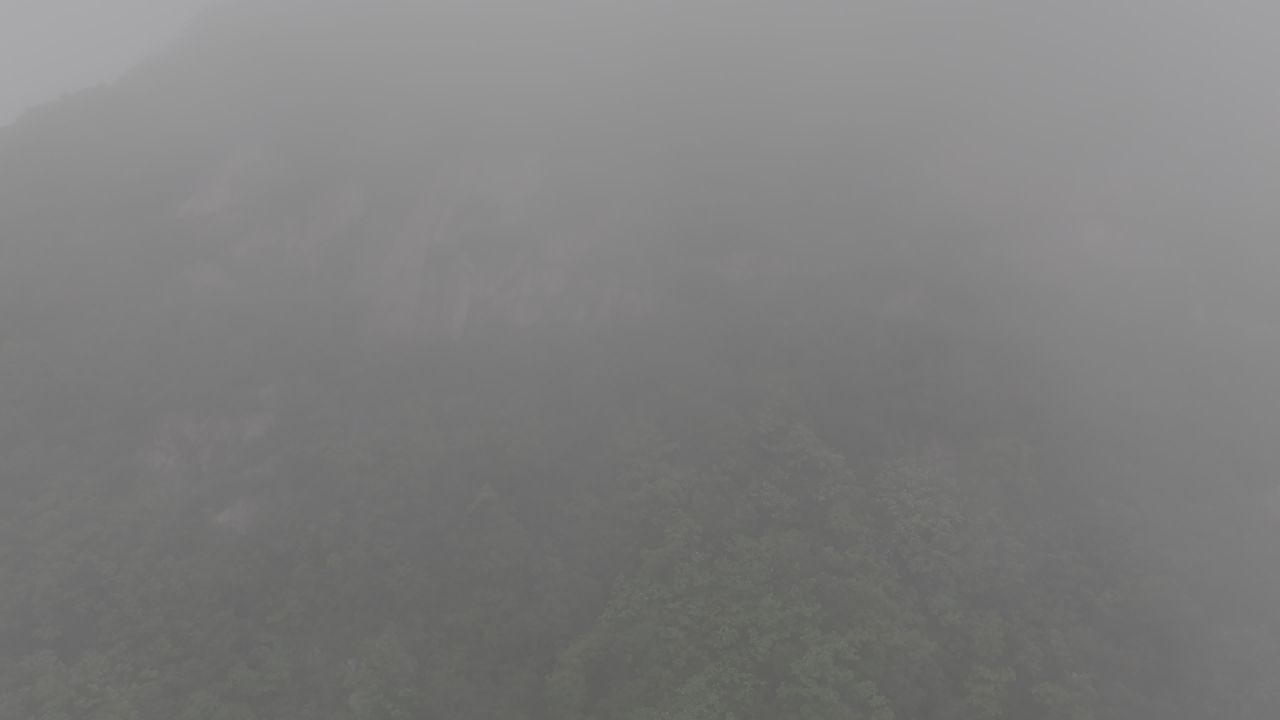 雾中森林之路