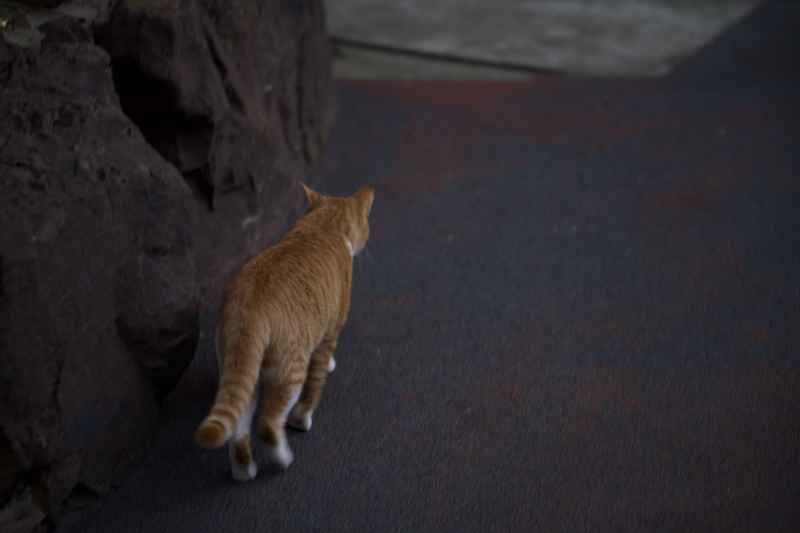 独行的猫