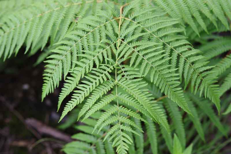 植物
