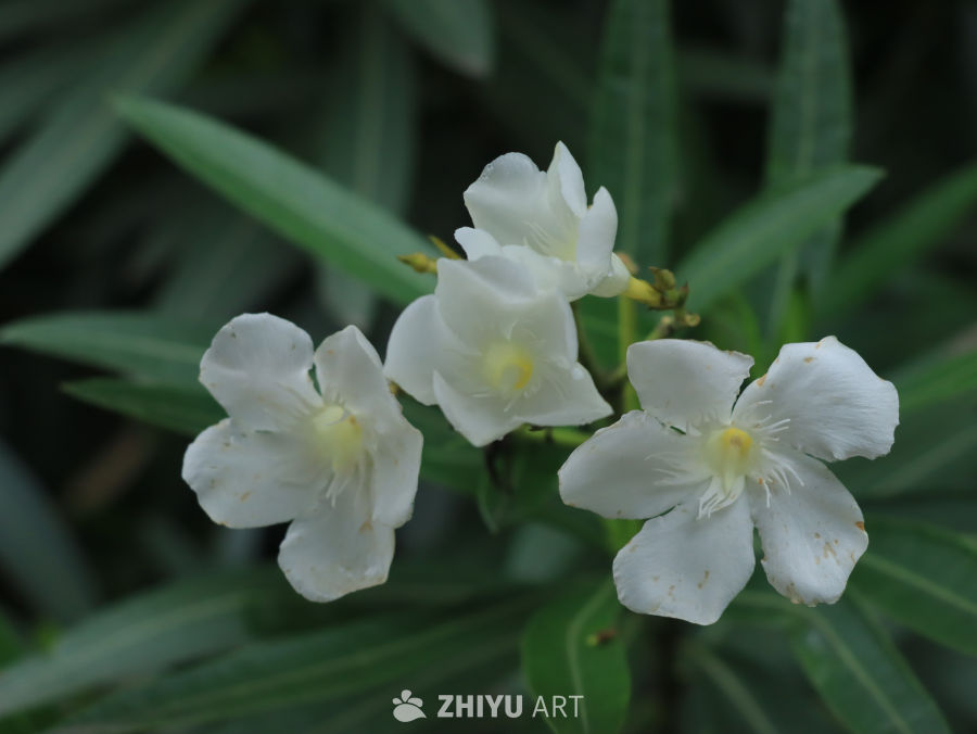 白花映绿叶的宁静时光