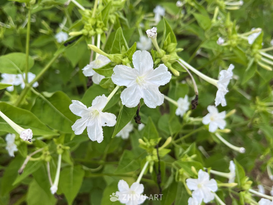 白花绿叶的宁静时光