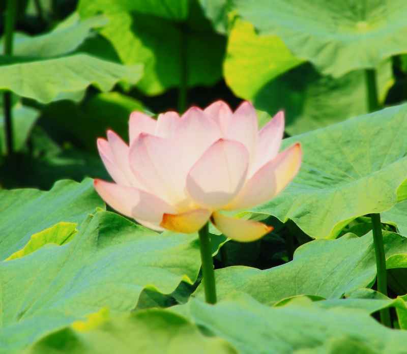 荷花（大光圈虚化） 3