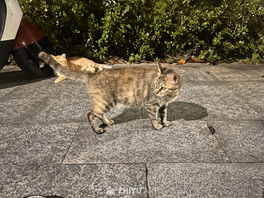 夜色中的街头猫影