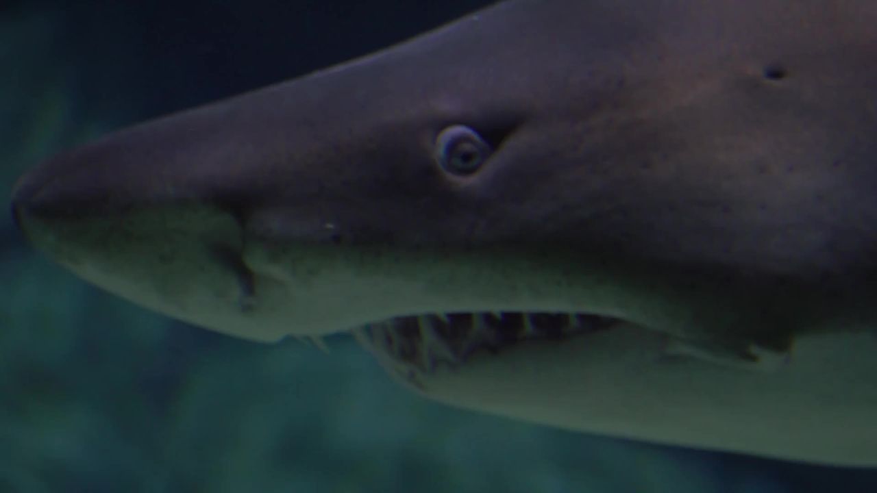 鲨鱼水族馆鱼水下