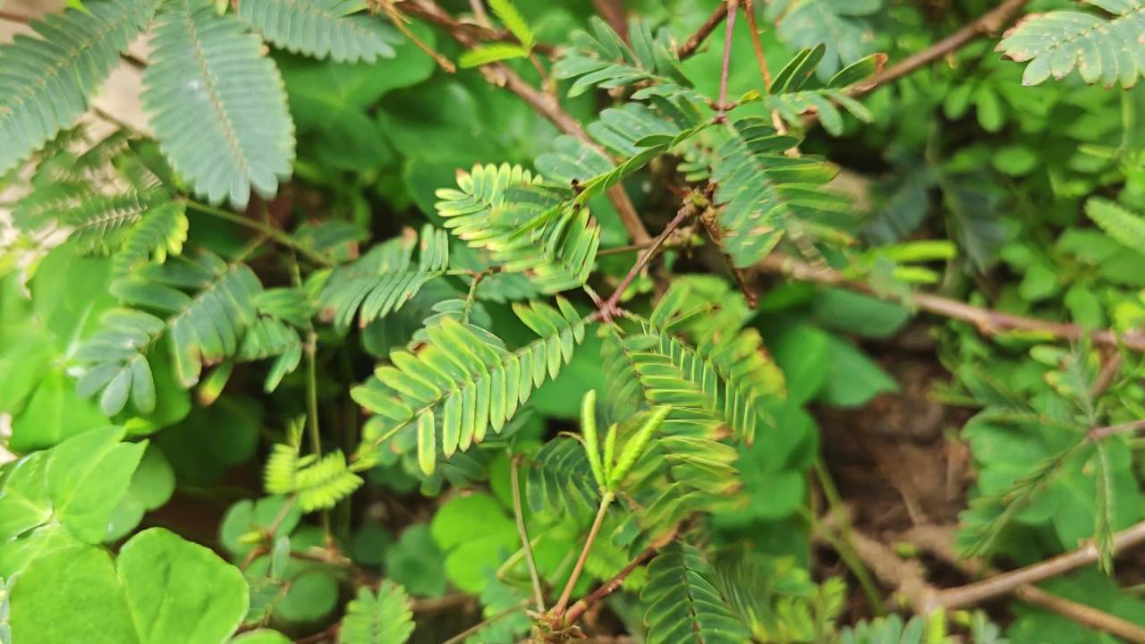 4K含羞草 1