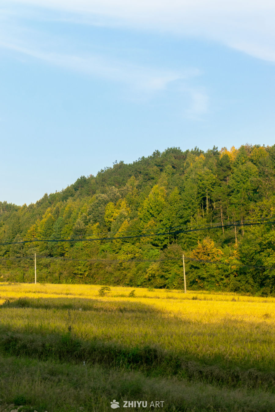 秋日田野与森林