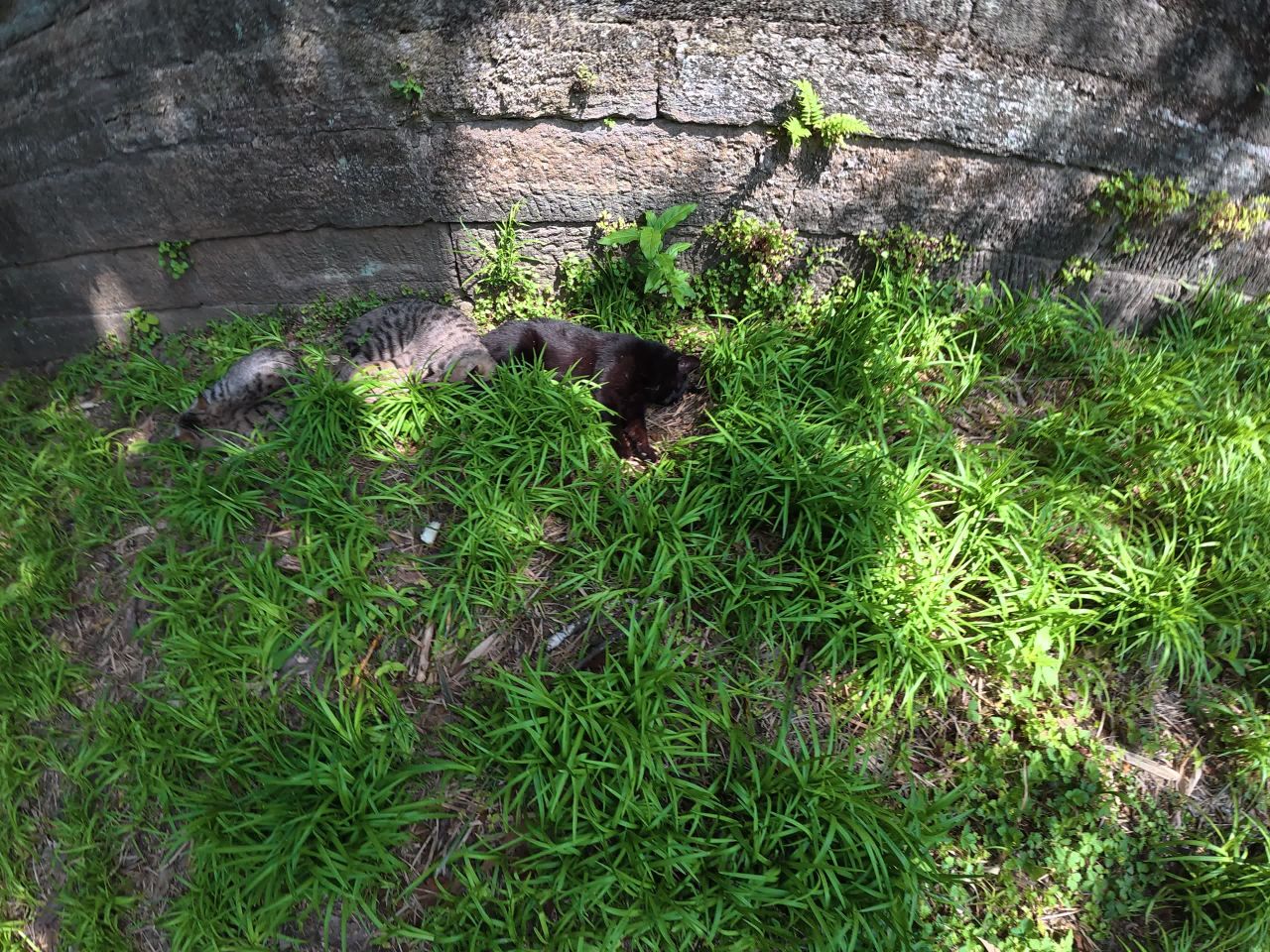 黑猫在草地上探险
