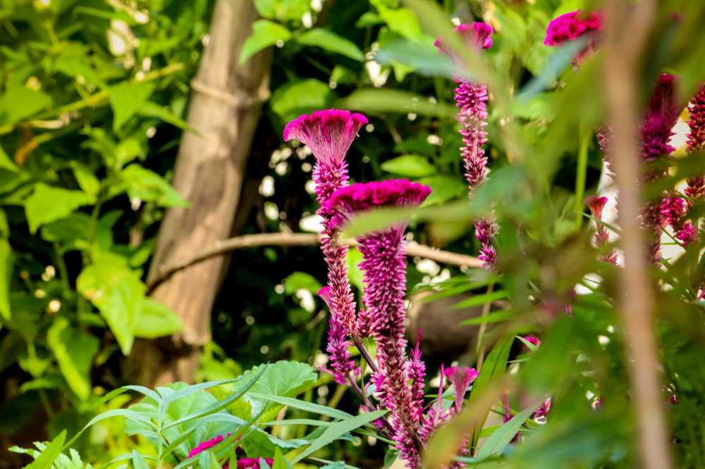 自然鲜花粉红色春