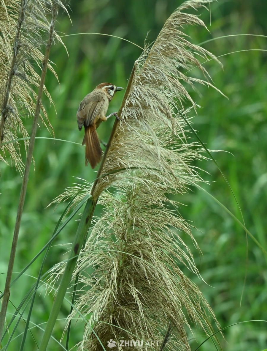 麻雀站在芦苇上
