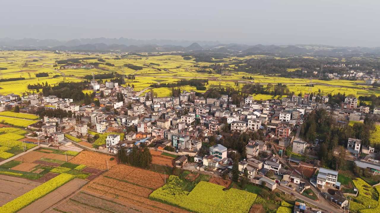 乡村油菜花田风光