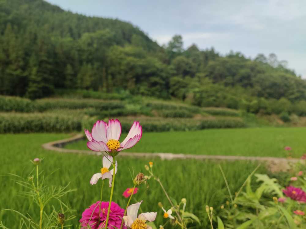 格桑花