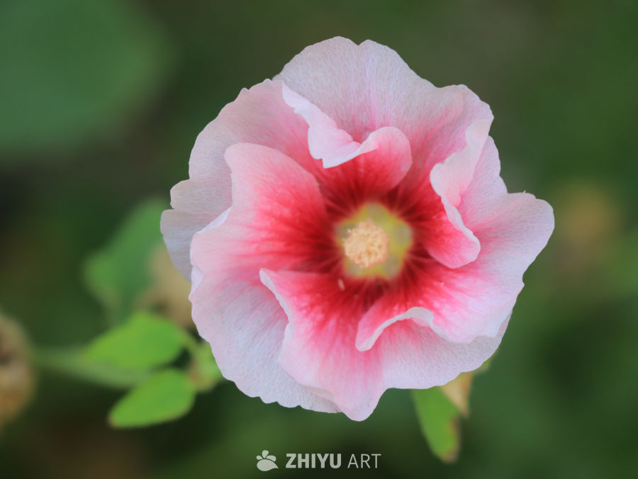 粉嫩花瓣绽放的宁静之美