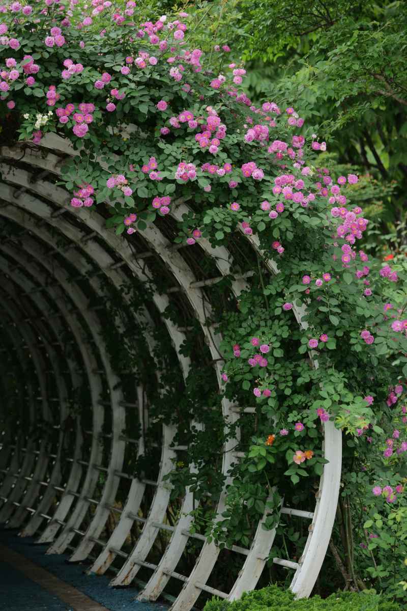 月季花 6
