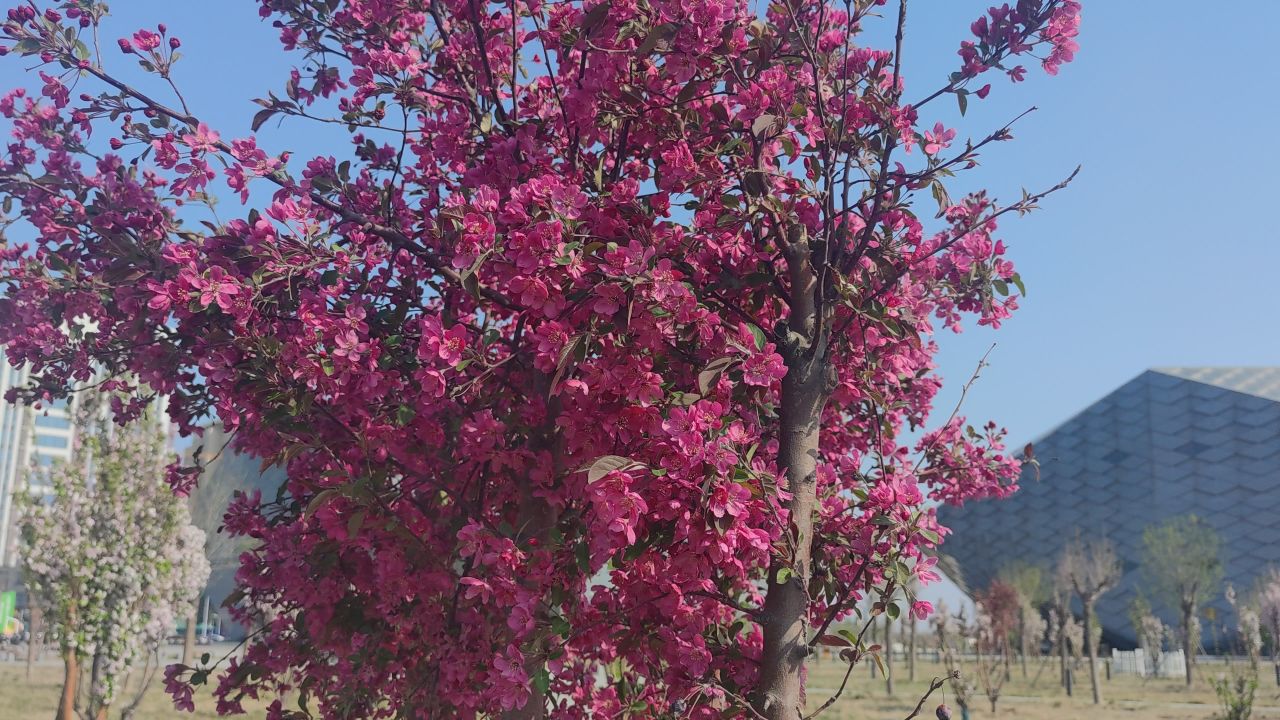 春天 花已开 7