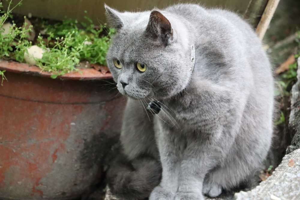 宏村景区内的可爱小猫咪