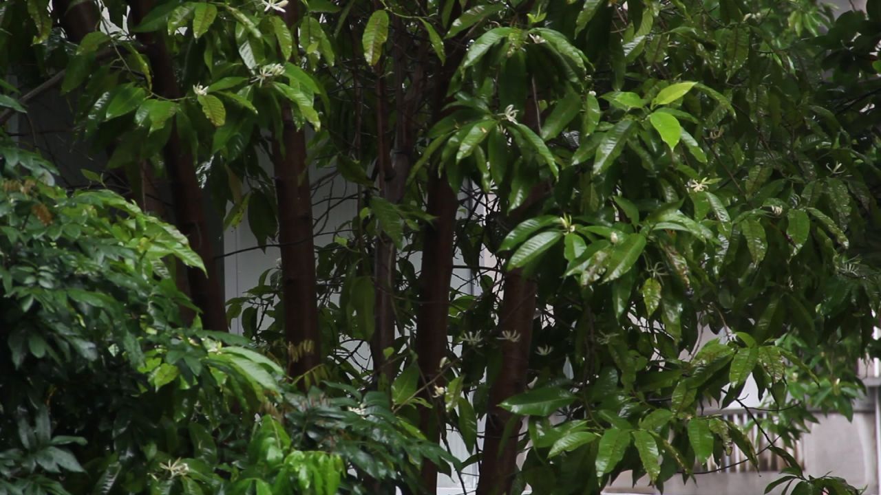 雨中的白兰树