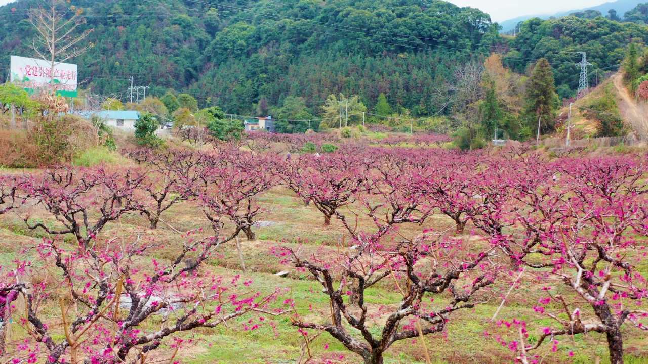  翁源李洞村桃花林