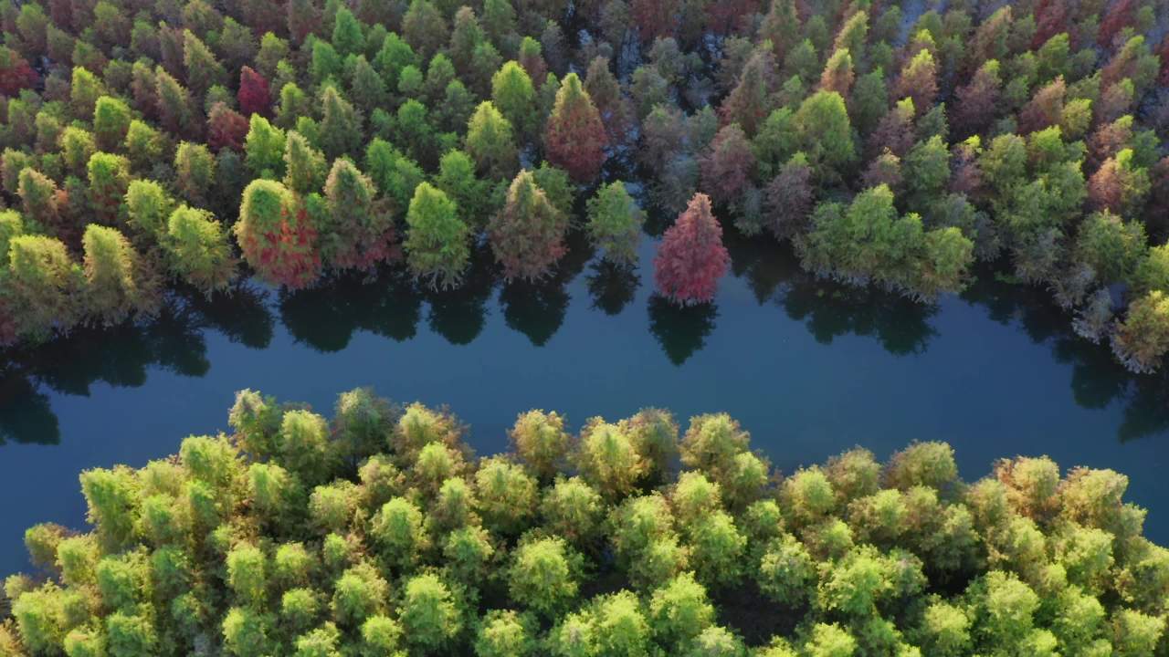 甸尾村水杉林-5
