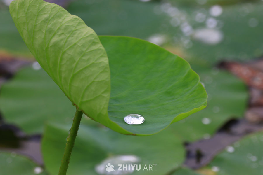 盛夏荷花 15