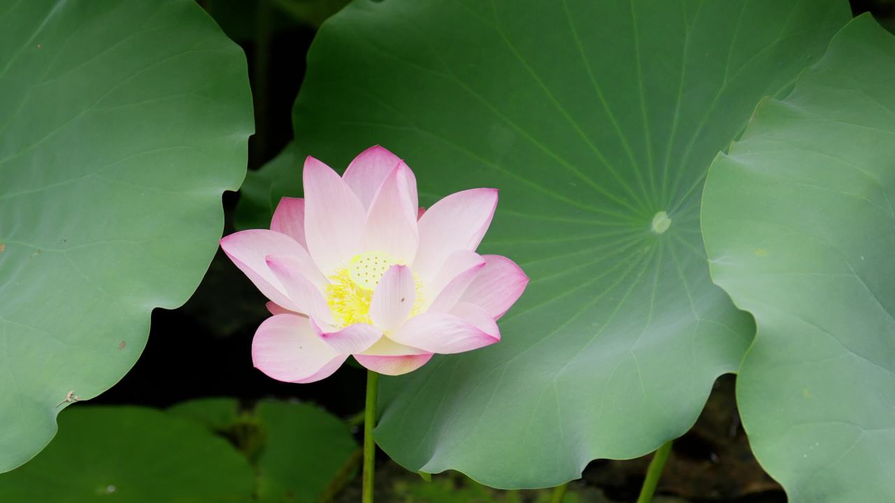 荷花02514744