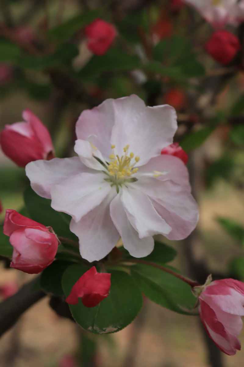 春花
