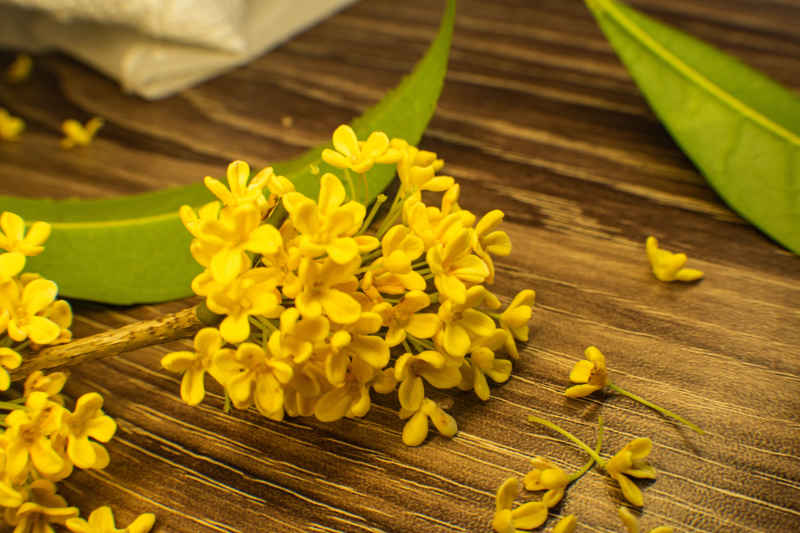 四川绵阳桂花、金桂特写 18