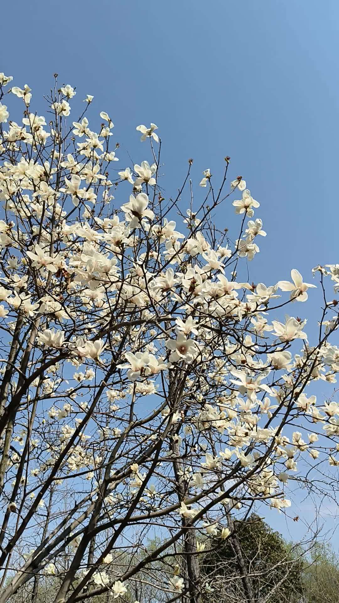 玉兰花