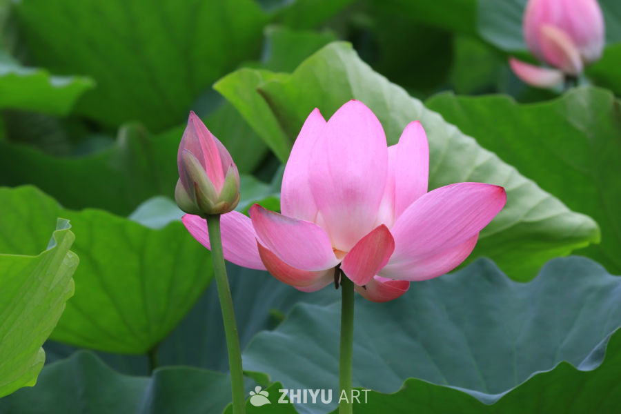 荷花 114