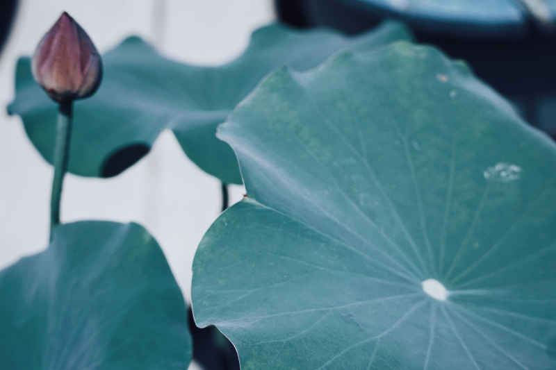 花卉 3