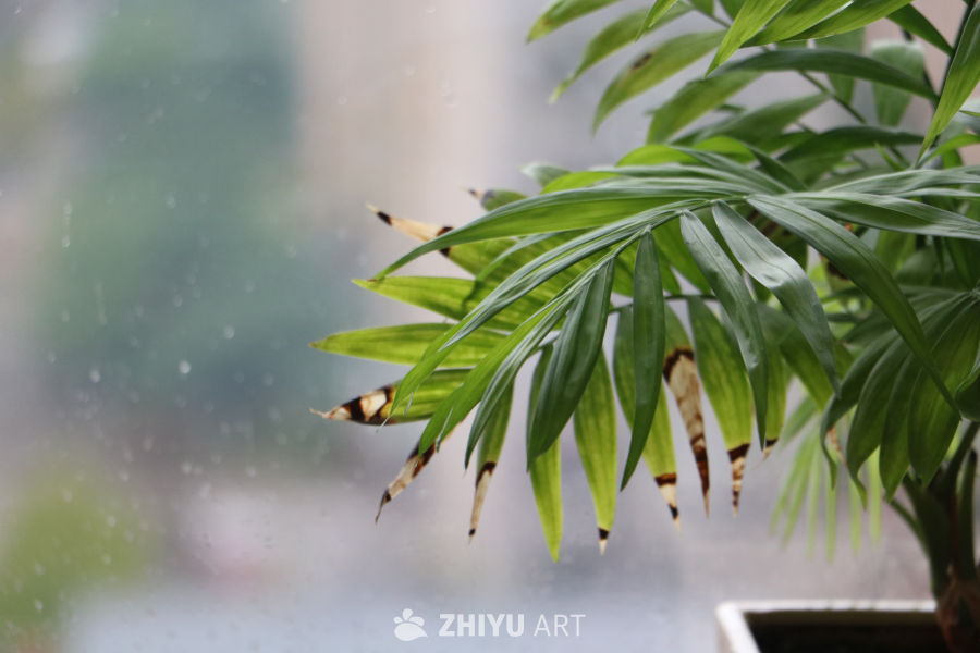 雨天窗台的绿植