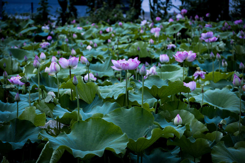 朵朵荷花