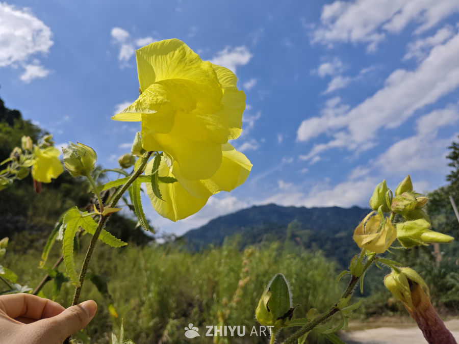 花 1