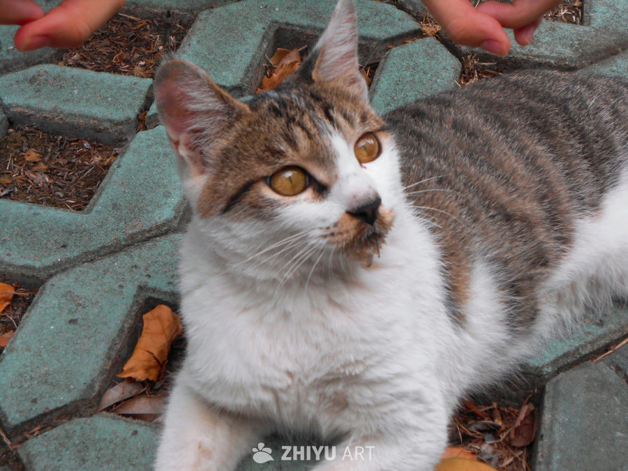 好米的猫猫