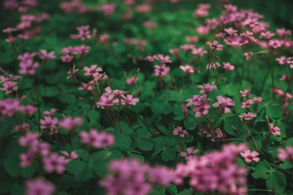 路边的花 3