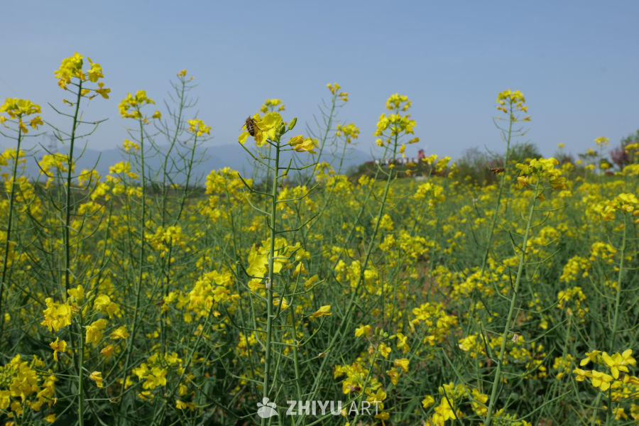 油菜花海 3