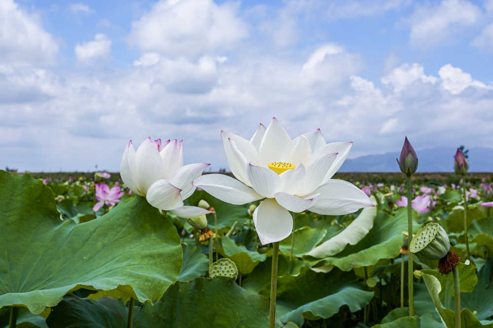 荷花