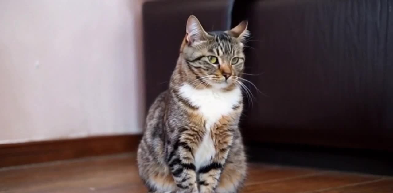 猫猫甩尾巴抽人脸的静态画面