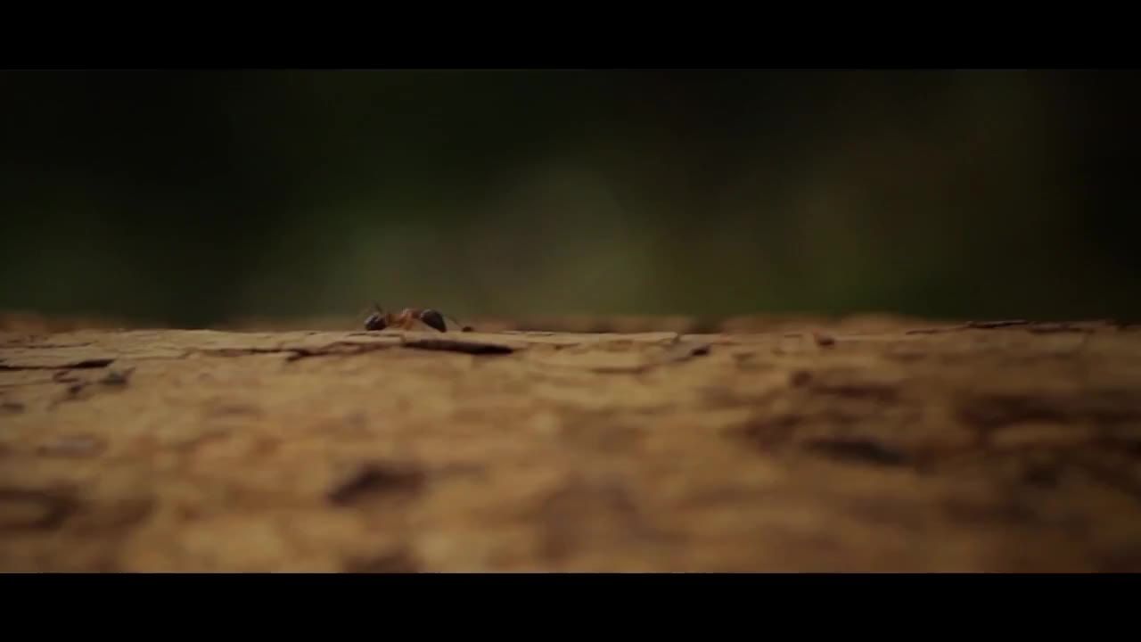森林树自然蚂蚁