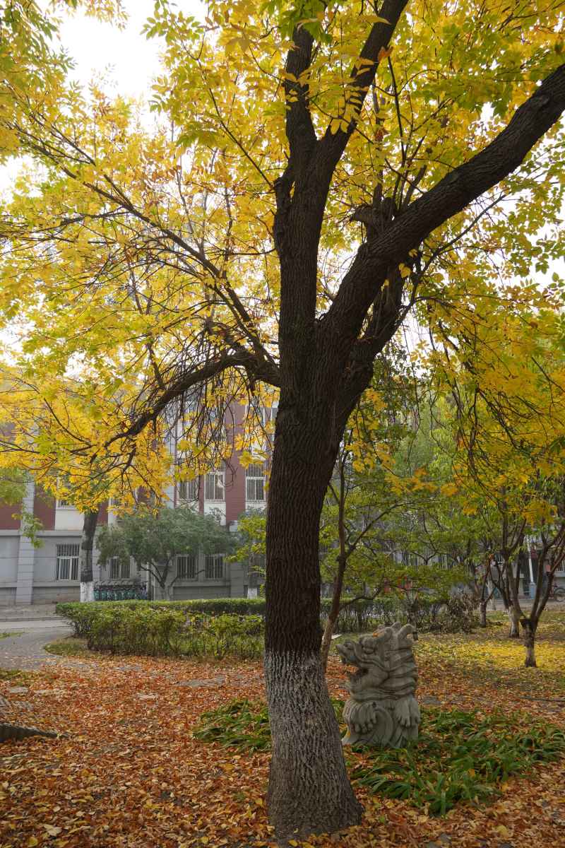 落黄