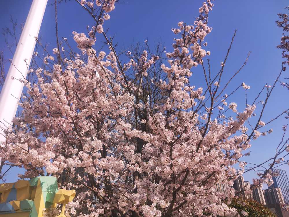 春
